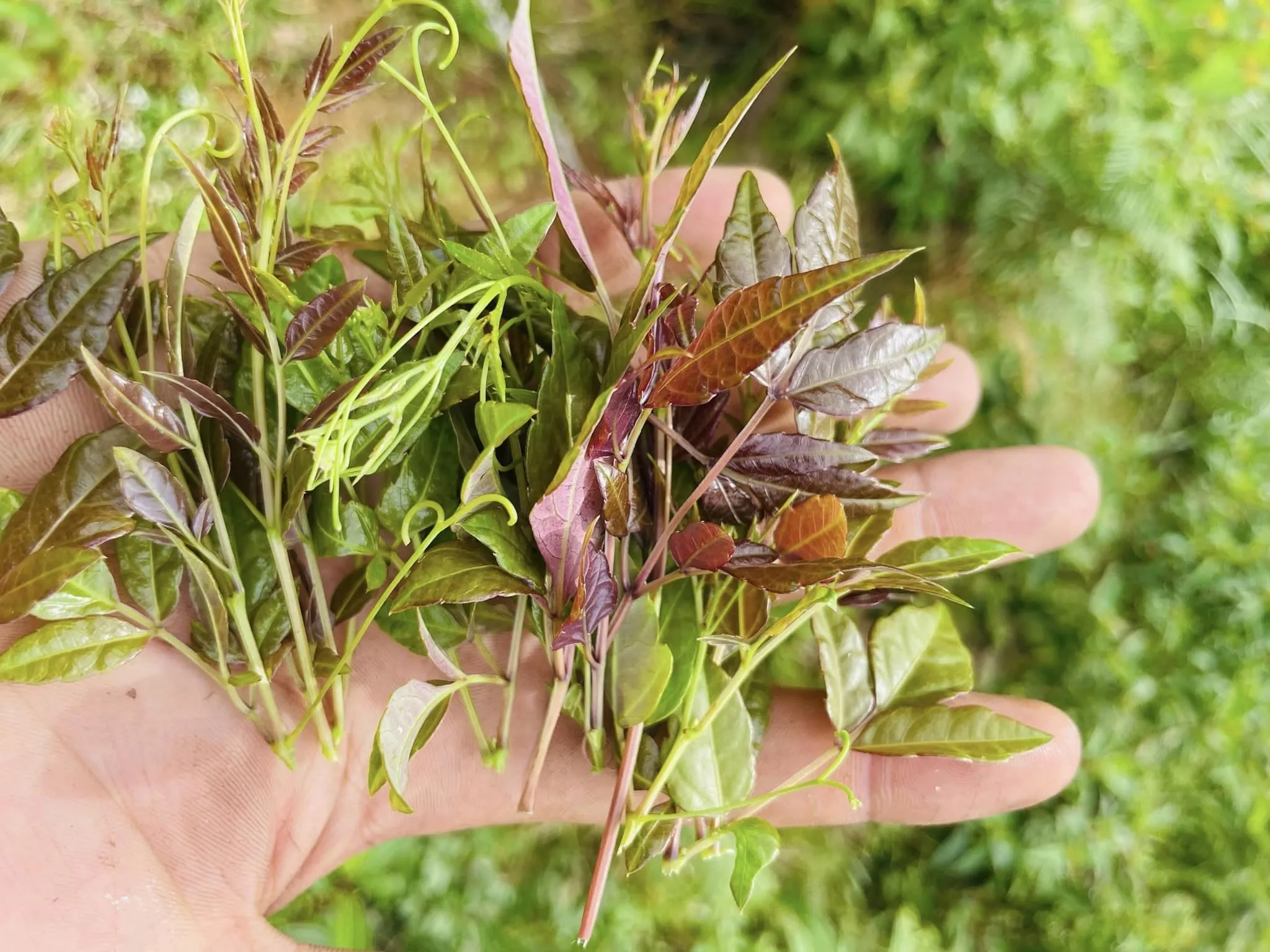10cm ngọn đầu tiên